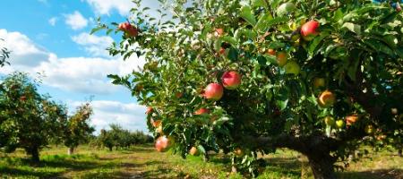 Starostlivosť o jablone krok po kroku: Ako ich sadiť, strihať a hnojiť?