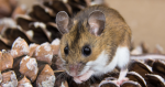Ako sa zbaviť potkanov, myší a krtkov v záhrade a v domácnosti?