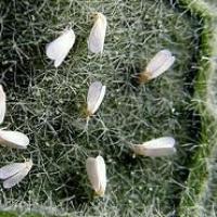 Škodca šalátových uhoriek a nakladačiek - Molica skleníková