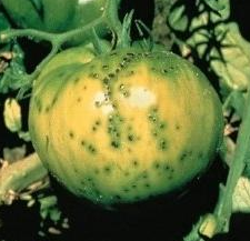 Bakteriálna bodkovitosť - choroba rajčín