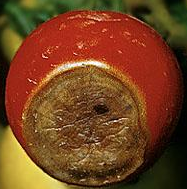 Choroba - hniloba špičiek plodov