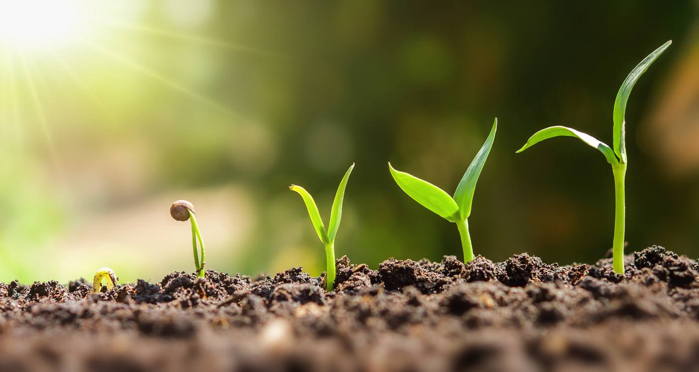 Cyklus rastliny - Rast zo semienka cez dvolístok až po malú sadenicu pomocou biologického hnojiva