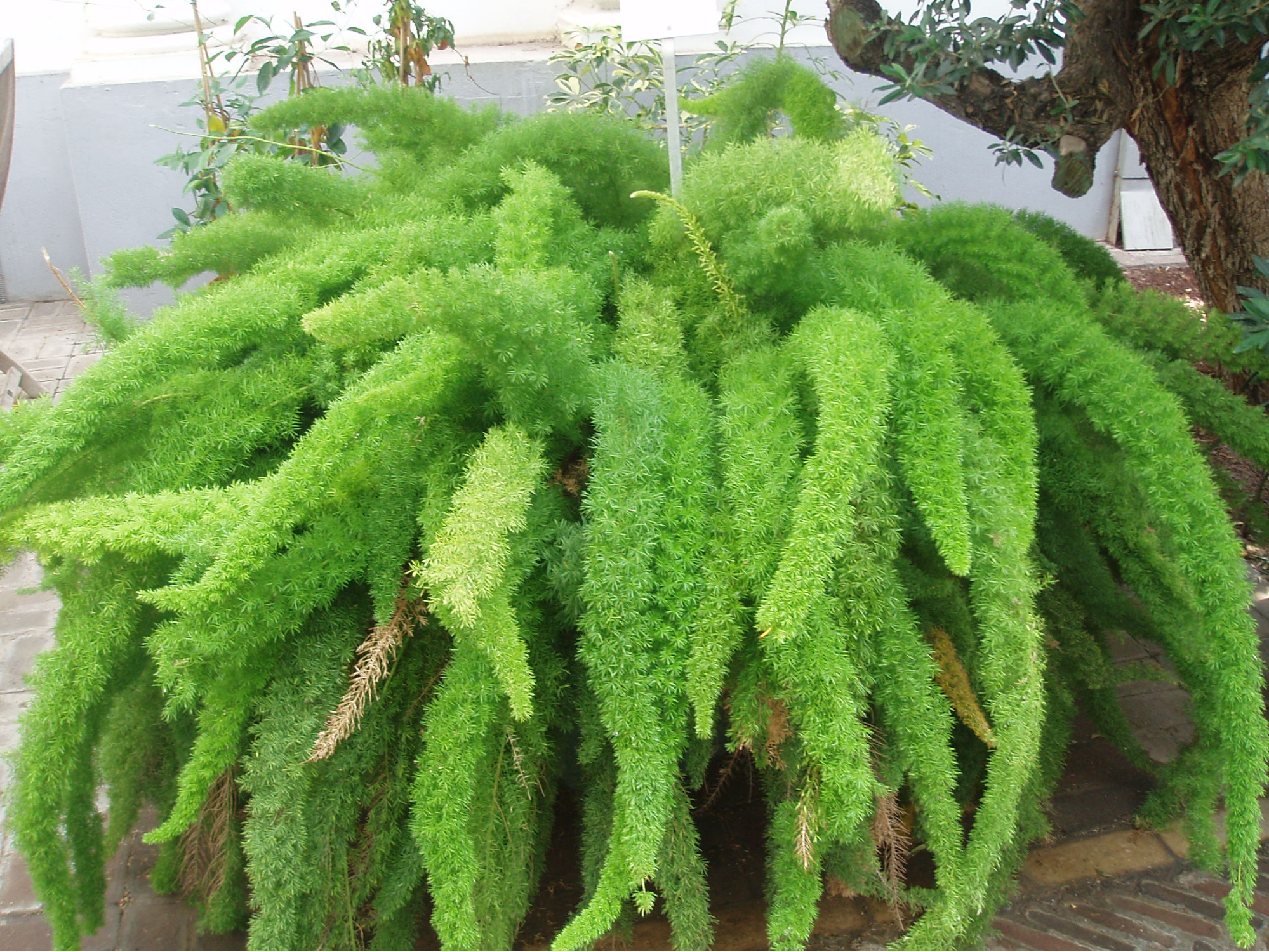 asparagus izbovy kvet