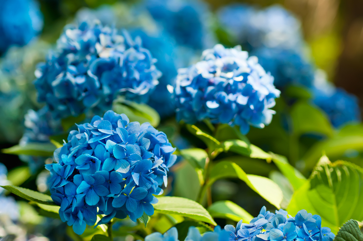 Modré kvitnúce hortenzie