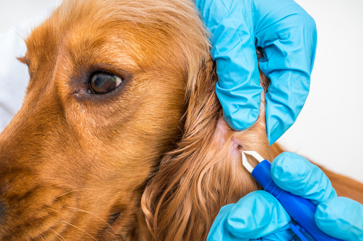 Odstraňovanie kliešťa z psieho ucha u veterinára