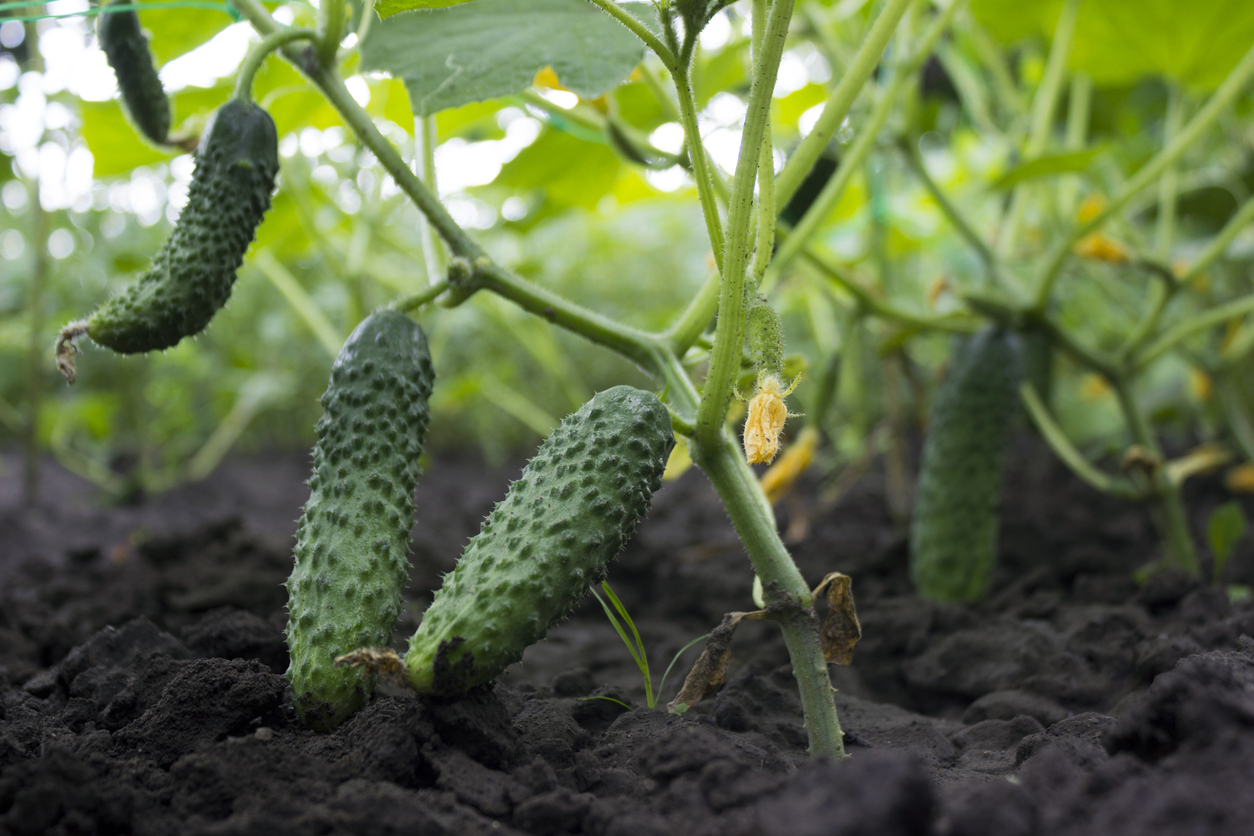 Pestovanie uhoriek v pôde