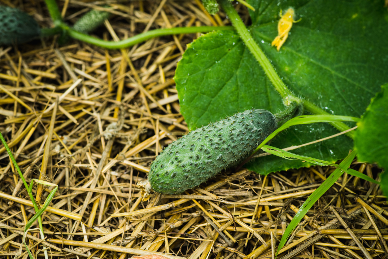 Pestovanie uhoriek na slame formou mulčovania