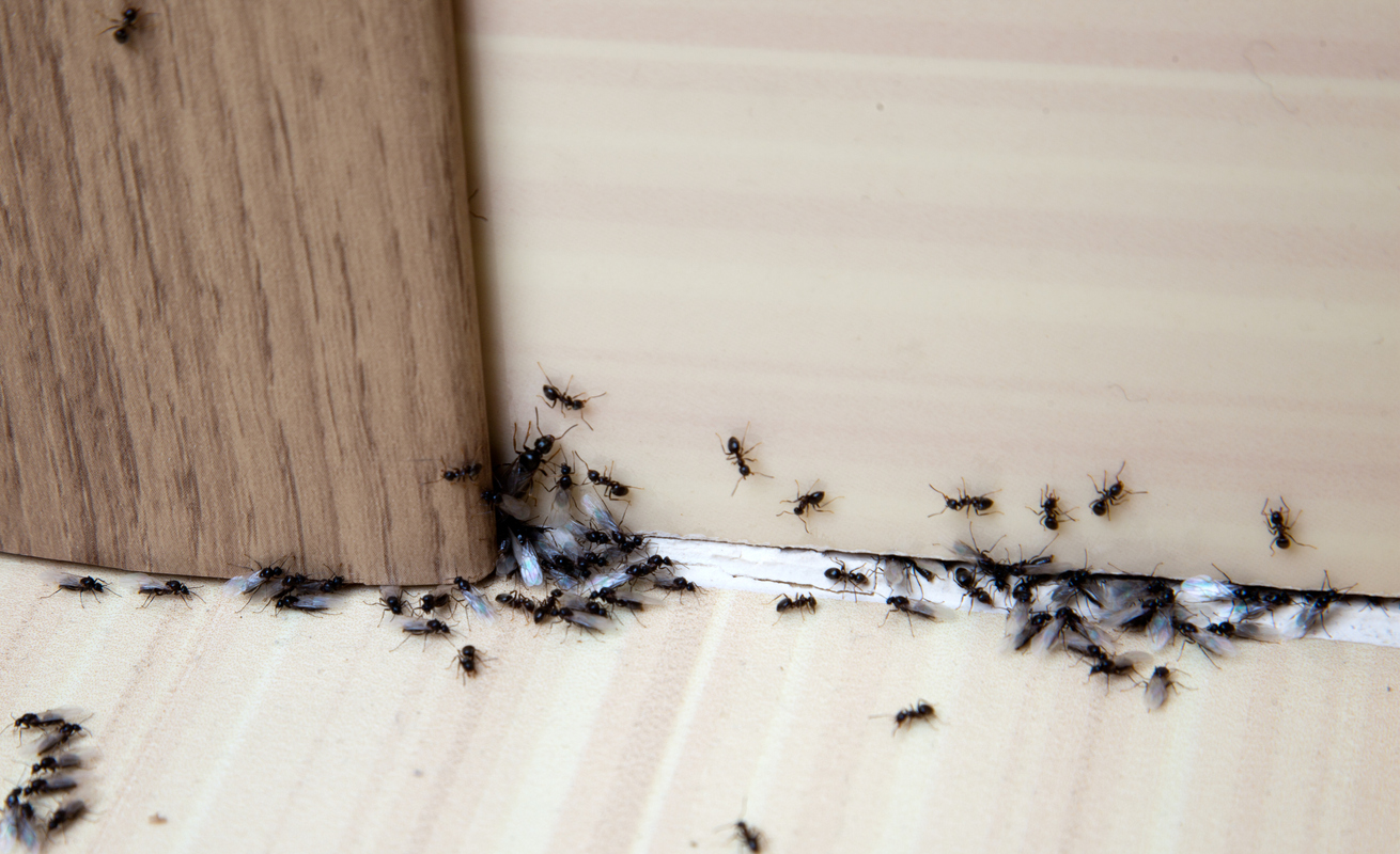 Premnožené mravce v domácnosti