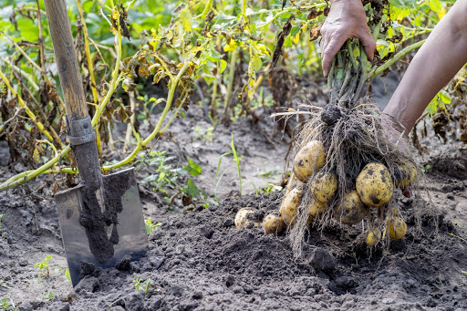 Vybratie skorej odrody zemiakov z pôdy s vynikajúcim koreňovým systémom