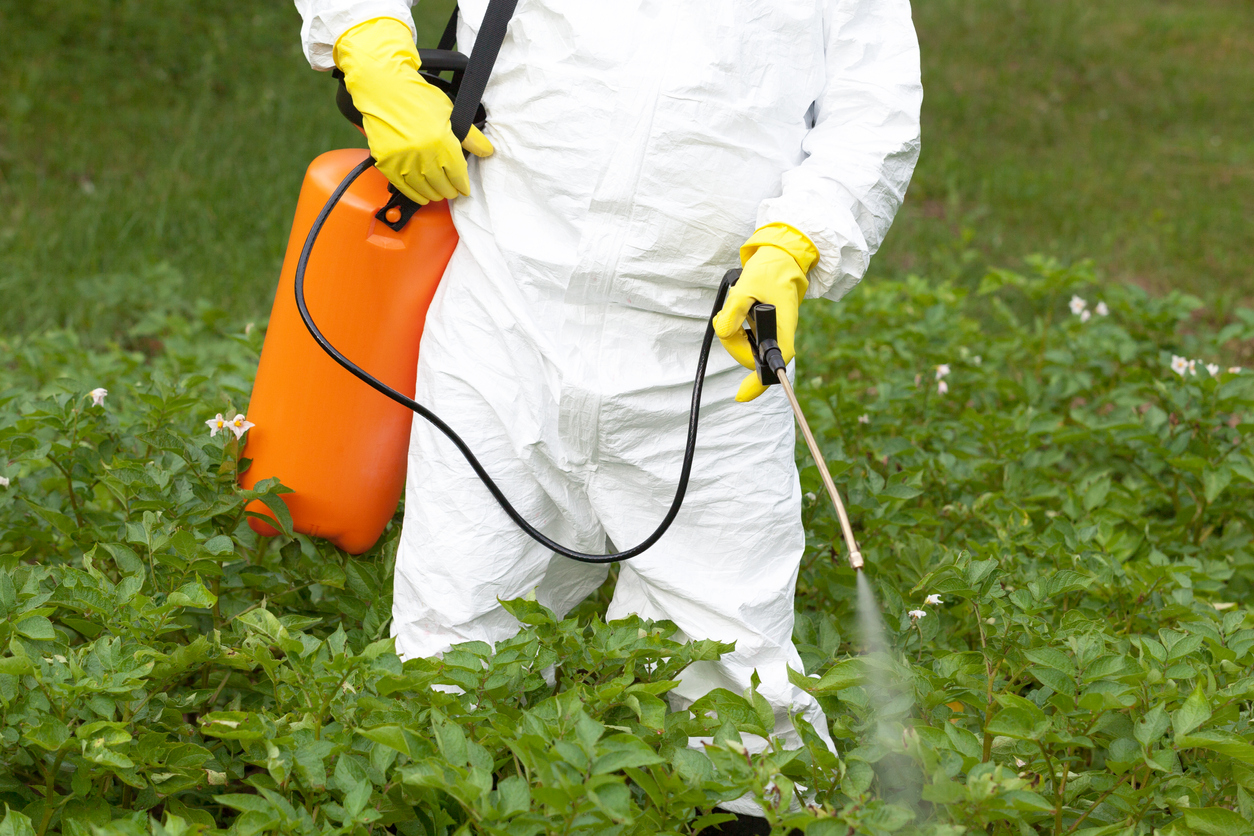 Záhradkár postrekuje záhon s insekticídom proti škodcom