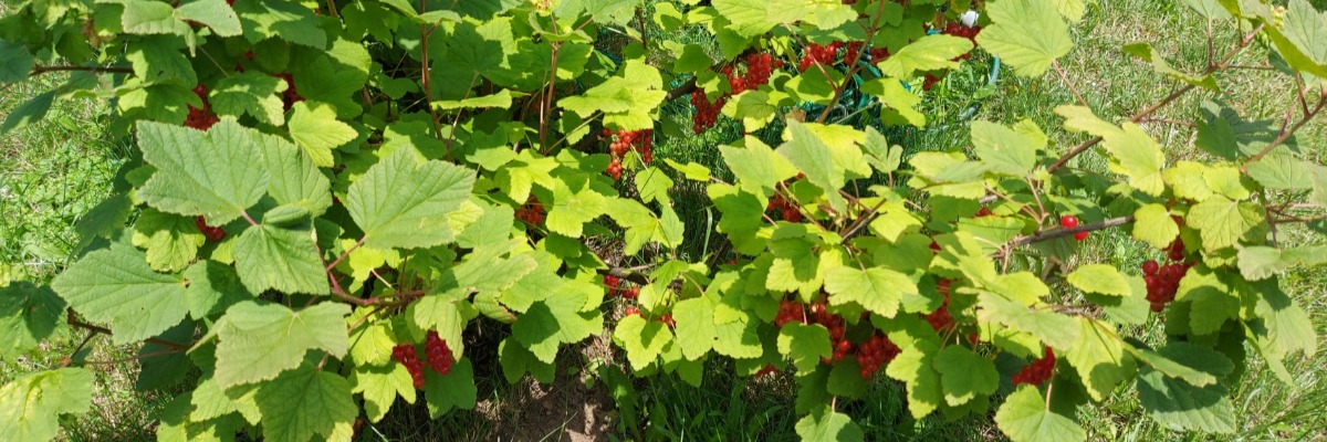 cervene-ribezle-na-kriku_1200x400.jpg