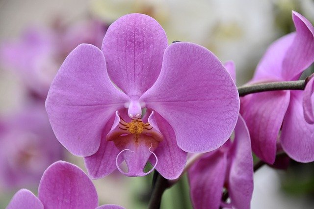Izbová rastlina - orchidea