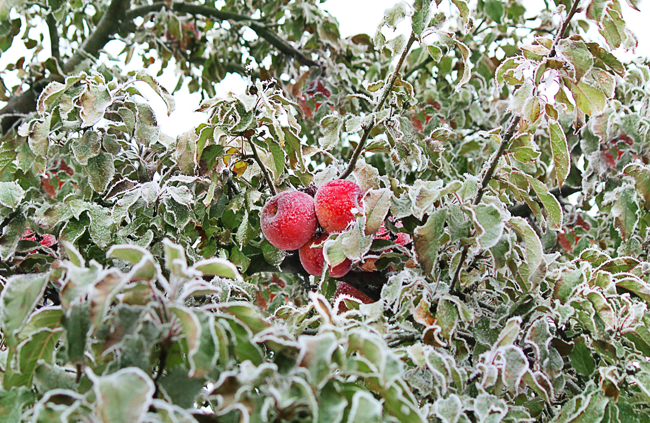 Jablká a listy na jabloni pokryté ľadovými kryštálmi