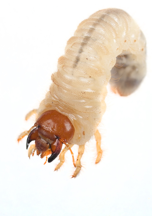 Larva medvedíka obyčajného známeho aj ako krtonôžka
