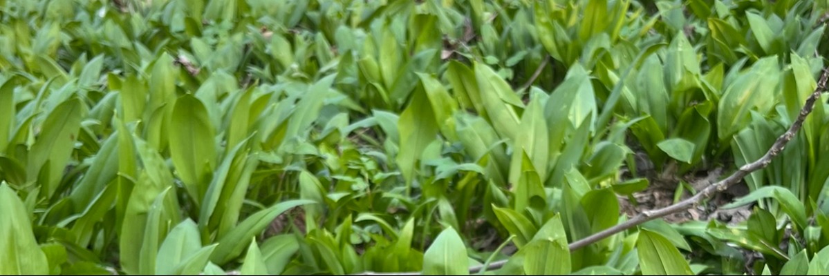 zber medvedieho cesnaku na jar