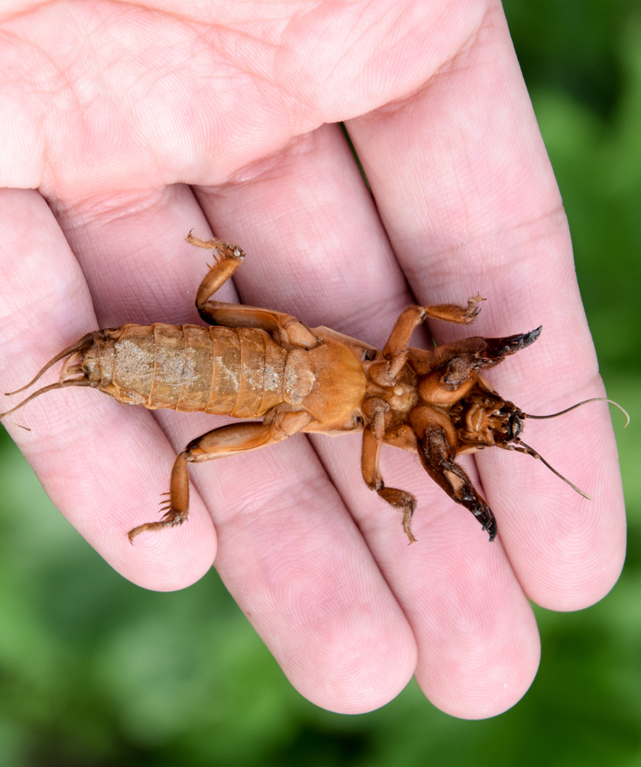 Krtonôžka na dlani - patrí medzi jedny z najväčších hmyzích škodcov v záhrade