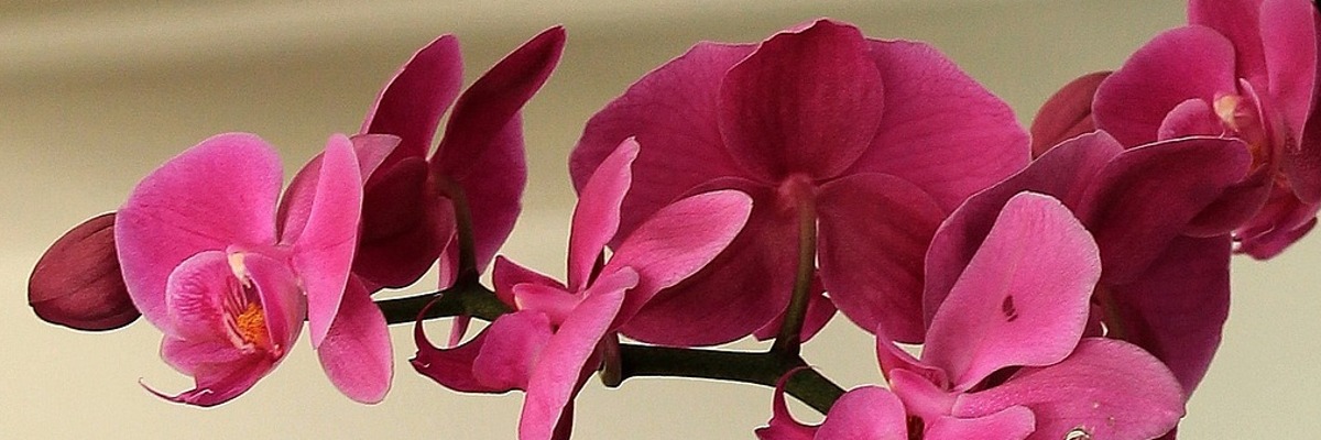 pěstování orchidejí