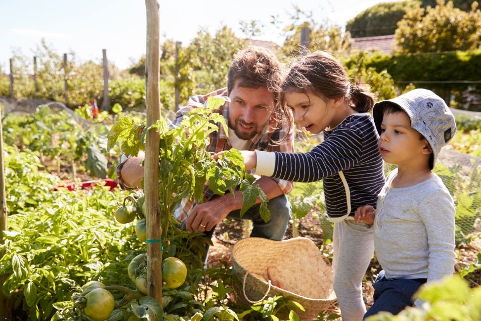 kontrola rastu paradajok otca s deťmi v záhrade