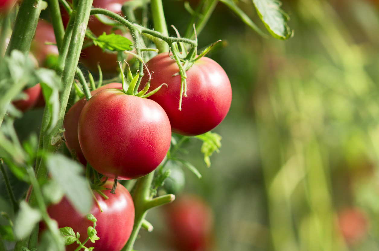 pestovanie paradajky, paradajky v jeseni