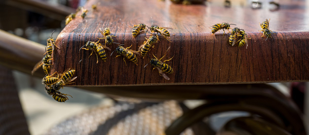 Co odpuzuje vosy a včely?