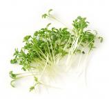 Microgreens sada
