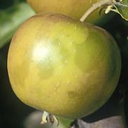 Sklovitosť jabĺk