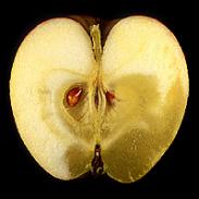 Sklovitosť jabĺk