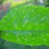 Dierkovitosť listov čerešne