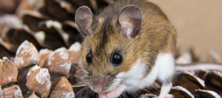 Ako sa zbaviť potkanov, myší a krtkov v záhrade a v domácnosti?