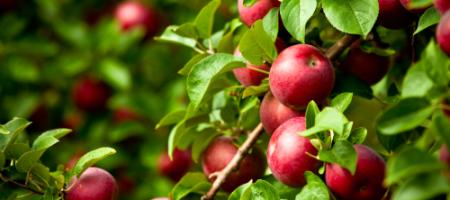 Najlepšie odrody jabĺk na Slovensku. Ktoré sú vaše obľúbené?