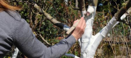 Kedy a ako natierať vápno na stromy proti mrazovým trhlinám?