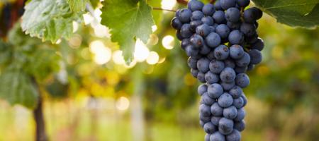 Ako strihať vinič a ako ho chrániť pred škodcami?