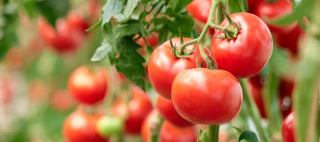 9 tipov od profi záhradkárov pre vylepšenie pestovania paradajok
