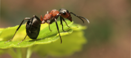 Vykynožte premnožené mravce v záhrade raz a navždy!