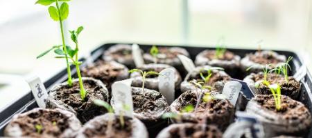 Ako použiť rašelinové tablety na pestovanie priesad?