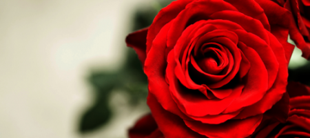 Návod ako vypestovať krásne ruže a chrániť ich pred chorobami a škodcami