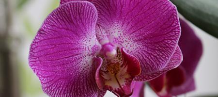 Ako sa starať o orchideu, aby bola posiata kvetmi?
