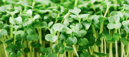 Semená microgreens: Vypestujte si zdravú zeleninu za 14 dní
