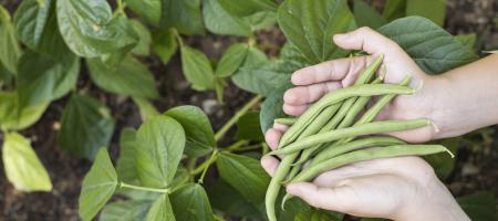 Fazuľa: Sadenie a pestovanie obľúbenej zeleniny