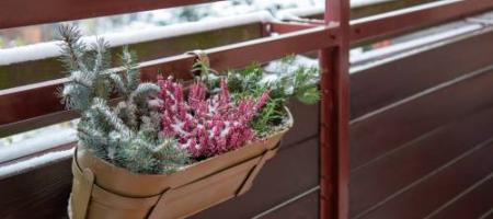 Krásne aj v zime! Zaobstarajte si tieto mrazuvzdorné rastliny na balkón