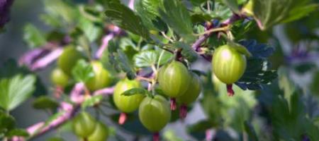 Pichľavé ovocie, ktoré sa rozplýva na jazyku: Ako pestovať egreše?