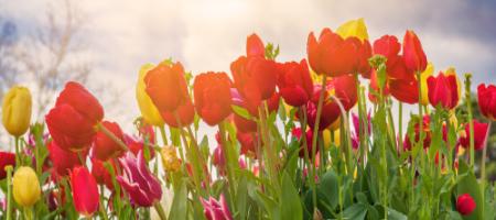 Kedy sa sadia tulipány a ako na ich správne pestovanie?