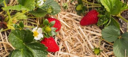 Záhradkári radia: Ako zazimovať jahody?