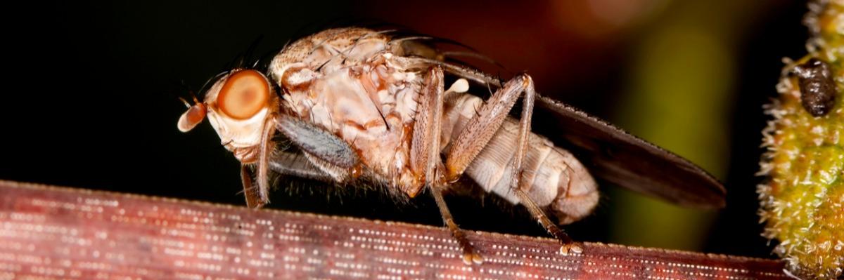 fuzavka cesnakova nebezpecny skodca cesnaku