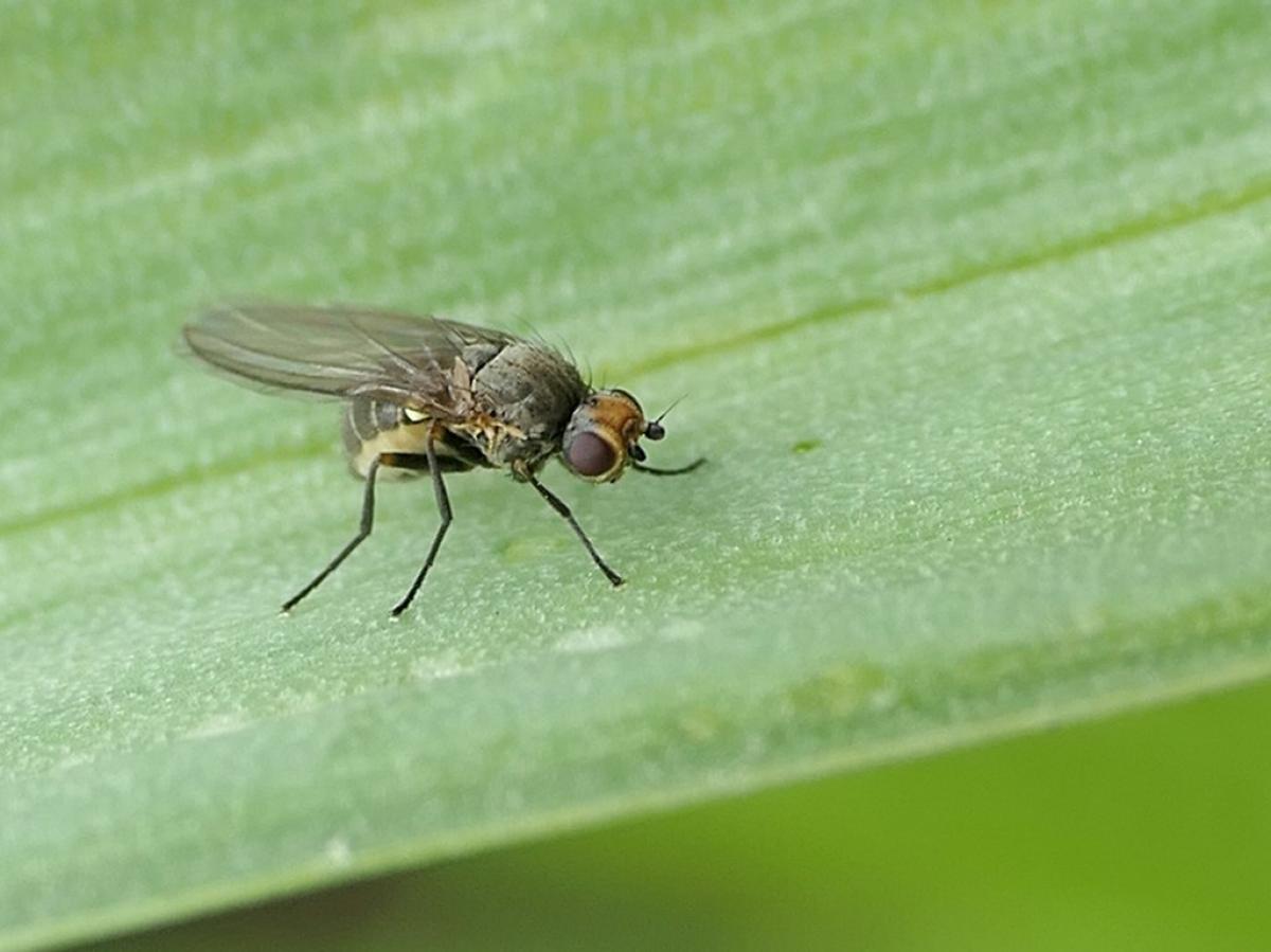 minerka porova skodi cesnaku aj cibuli