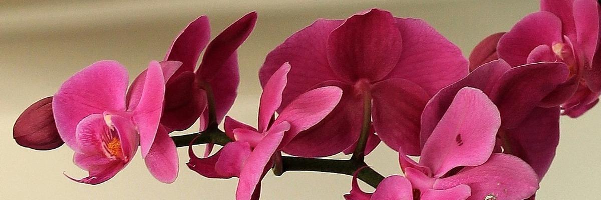 pestovanie orchidey