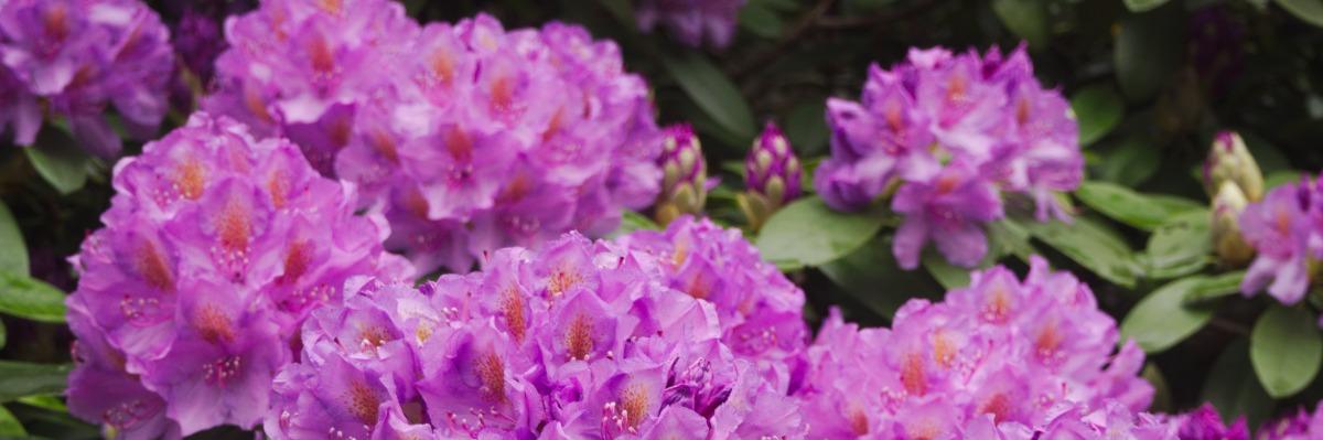 pestovanie-rododendronov-azaliek_1200x399_2.jpg
