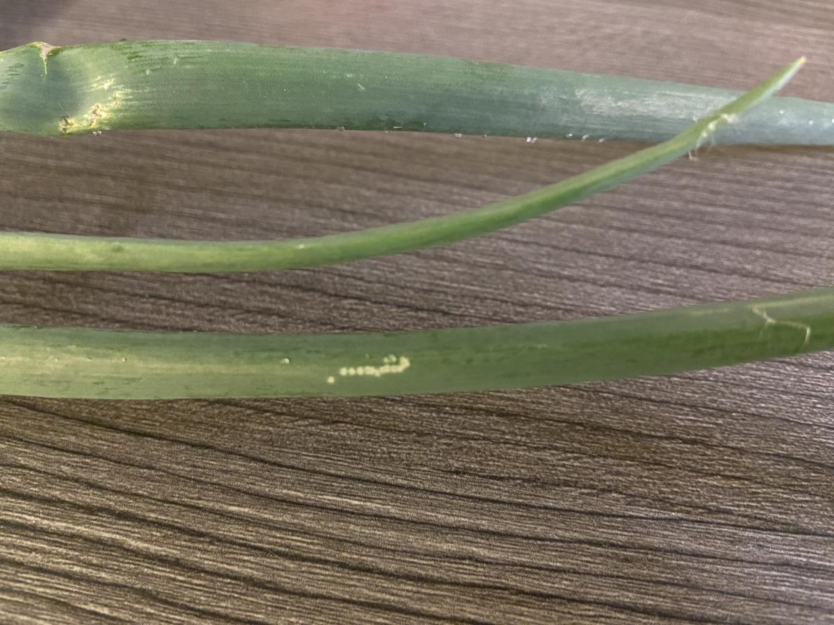 vpichy od minerky na cibuli a cesnaku