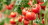 9 tipov od profi záhradkárov pre vylepšenie pestovania paradajok